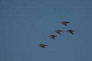 DPPhotography - Turkey - Ruff - B