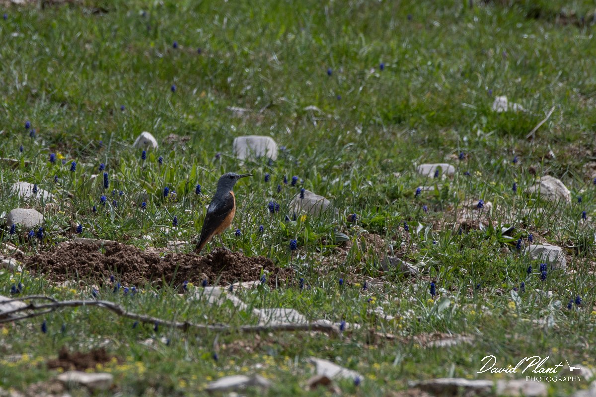 DPPhotography - Turkey - Rock thrush - B.jpg - Rufous-tailed rock-thrush male - Cimikoy meadows, Antalya, Turkey