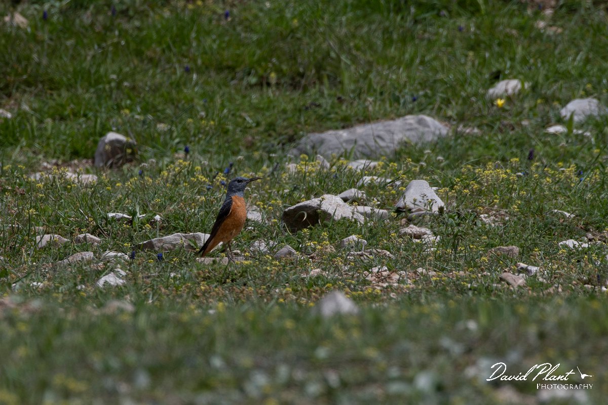 DPPhotography - Turkey - Rock thrush - C.jpg - Rufous-tailed rock-thrush male - Cimikoy meadows, Antalya, Turkey