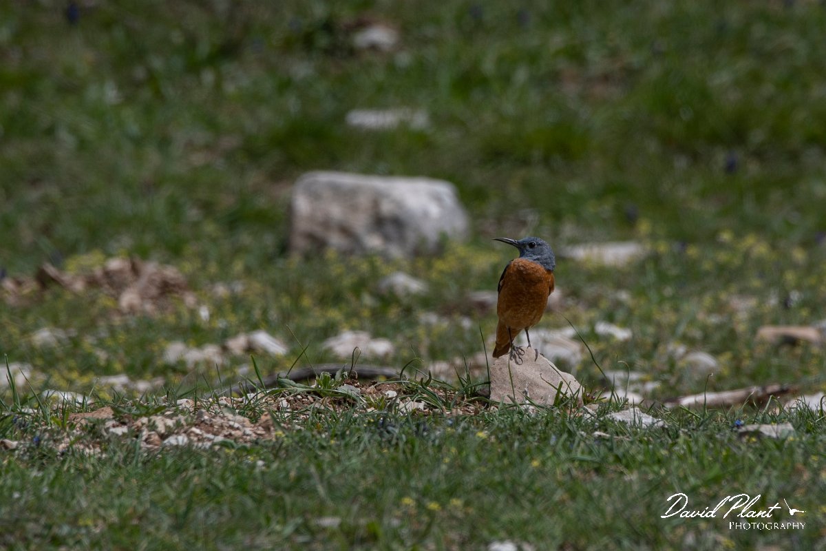 DPPhotography - Turkey - Rock thrush - E.jpg - Rufous-tailed rock-thrush male - Cimikoy meadows, Antalya, Turkey