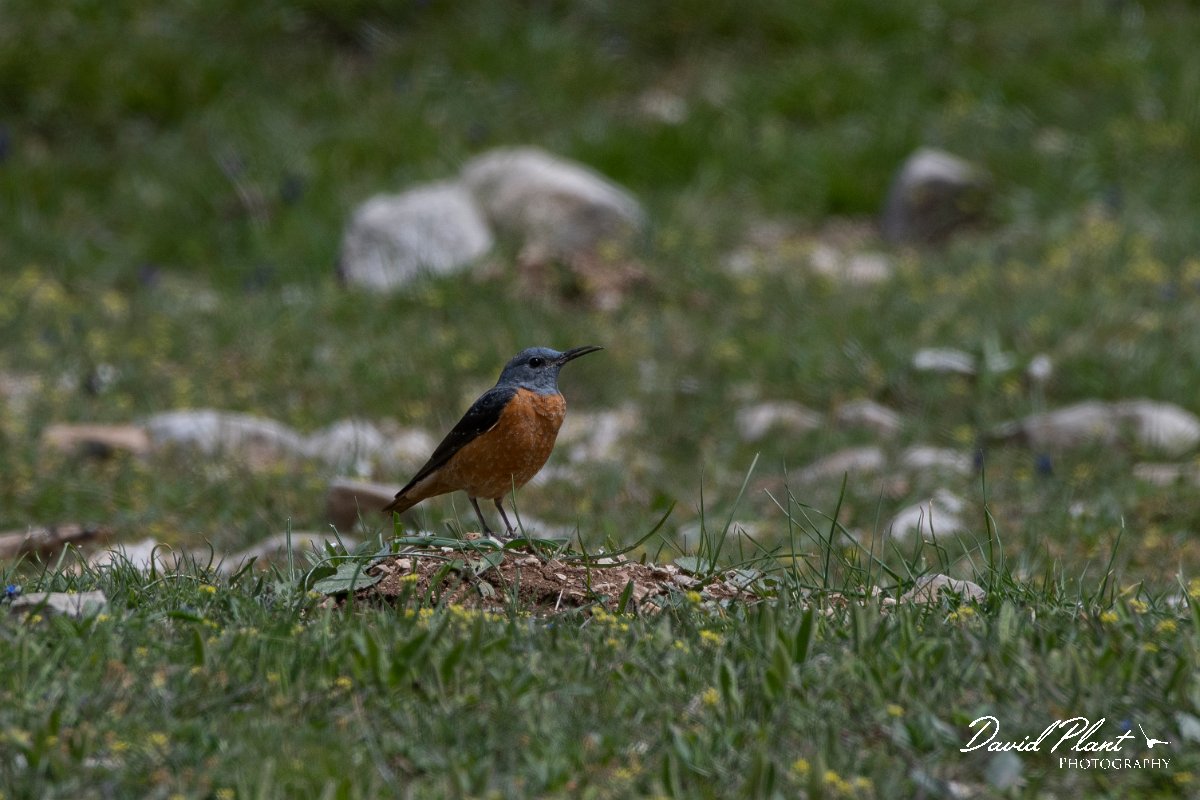 DPPhotography - Turkey - Rock thrush - F.jpg - Rufous-tailed rock-thrush male - Cimikoy meadows, Antalya, Turkey