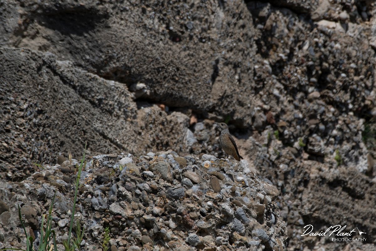 DPPhotography - Turkey - Rock thrush - G.jpg - Rufous-tailed rock-thrush female - Side Ruins, Antalya, Turkey