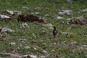 DPPhotography - Turkey - Rock thrush - A