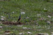 DPPhotography - Turkey - Rock thrush - B