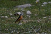 DPPhotography - Turkey - Rock thrush - D