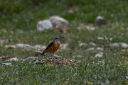 DPPhotography - Turkey - Rock thrush - F