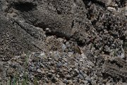 DPPhotography - Turkey - Rock thrush - G