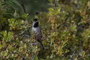 DPPhotography - Turkey - Ruppell's warbler - A