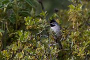 DPPhotography - Turkey - Ruppell's warbler - B