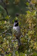 DPPhotography - Turkey - Ruppell's warbler - C