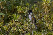 DPPhotography - Turkey - Ruppell's warbler - D