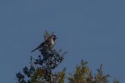 DPPhotography - Turkey - Ruppell's warbler - E