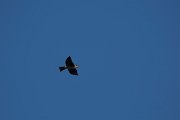 DPPhotography - Turkey - Sand martin - B