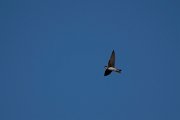 DPPhotography - Turkey - Sand martin - C