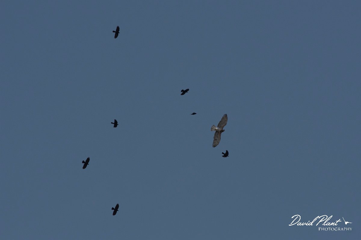 DPPhotography - Turkey - Short-toed eagle - A.jpg - Short-toed eagle - Cimikoy plateau, Antalya, Turkey