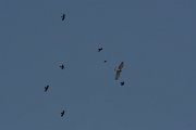 DPPhotography - Turkey - Short-toed eagle - A