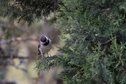 DPPhotography - Turkey - Sombre tit - A