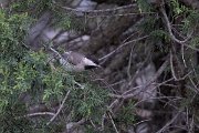 DPPhotography - Turkey - Sombre tit - B