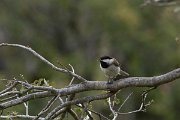 DPPhotography - Turkey - Sombre tit - C