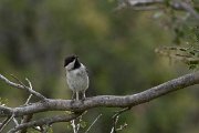 DPPhotography - Turkey - Sombre tit - D