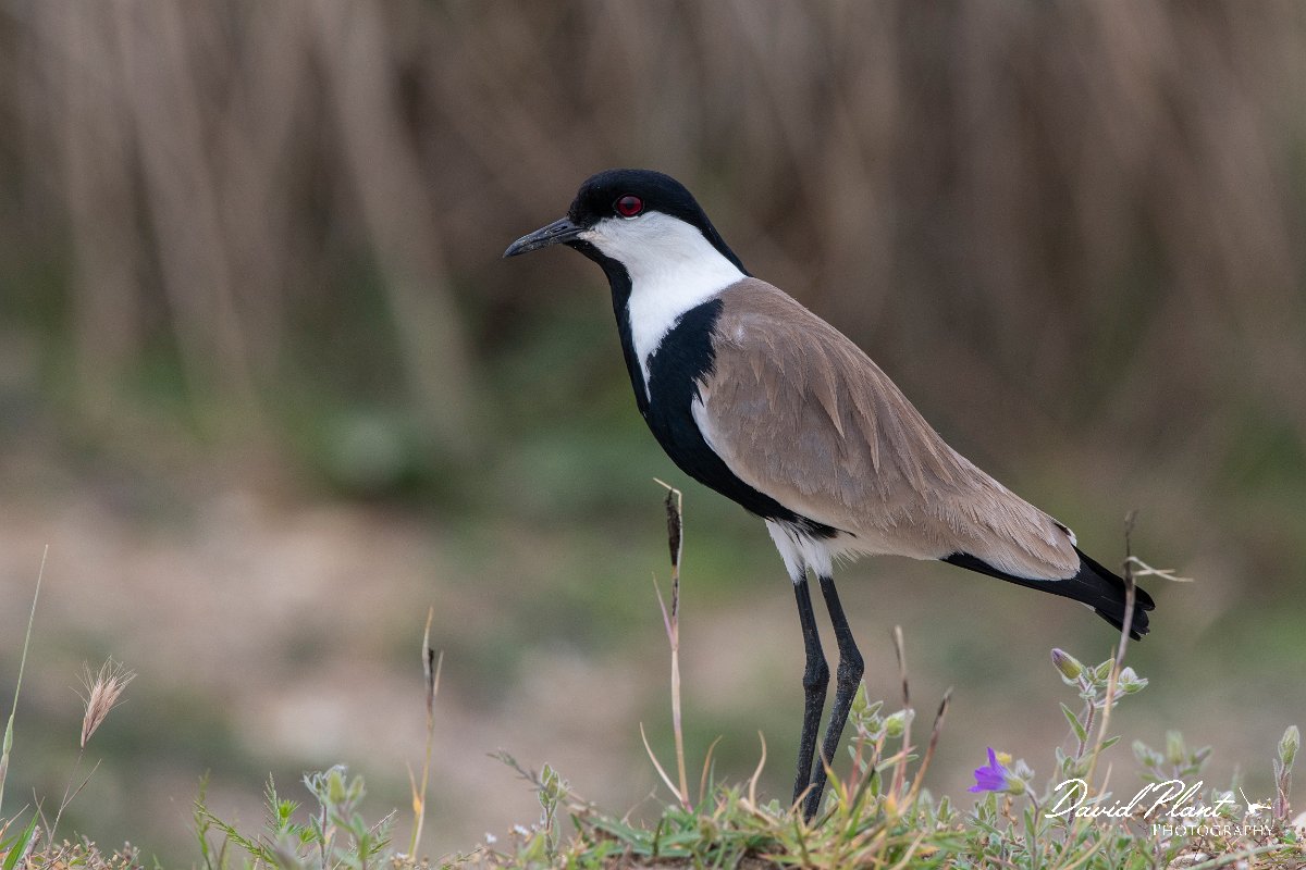 DPPhotography - Turkey - Spur-winged plover - B.jpg - Spur-winged plover - Land East of Manavgat River, Antalya, Turkey
