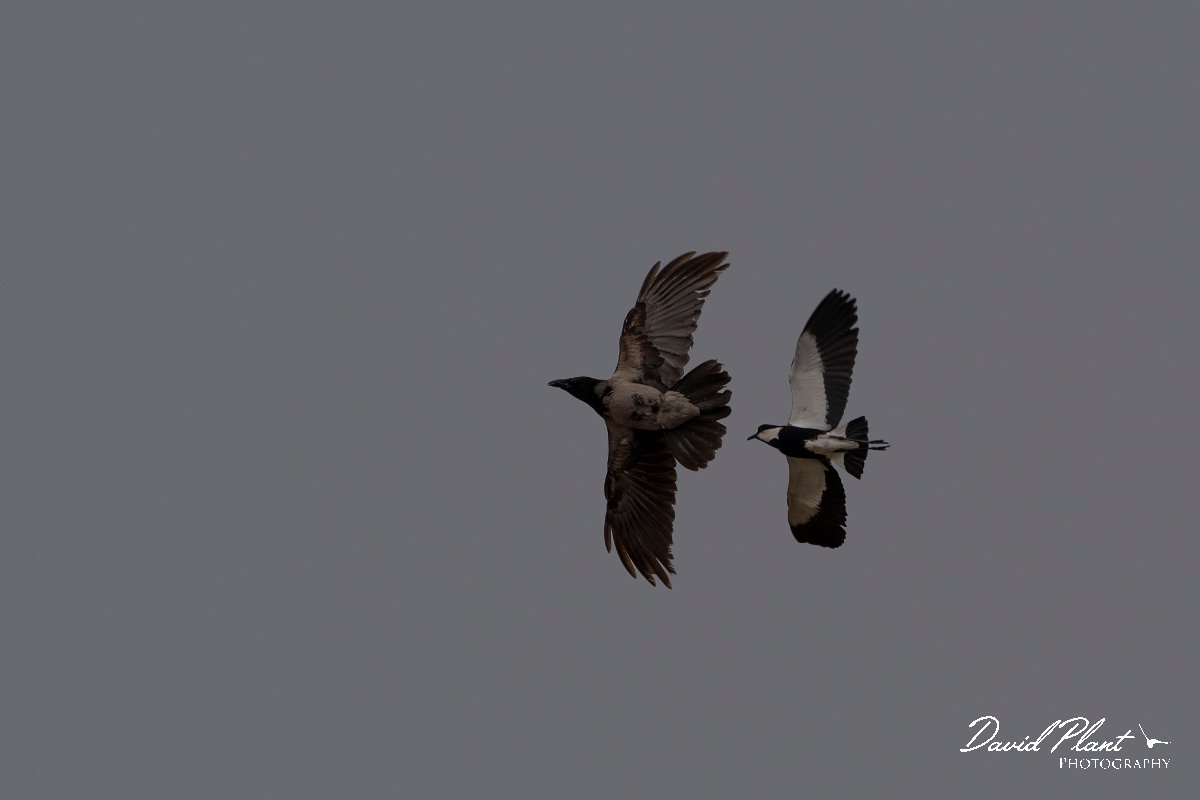 DPPhotography - Turkey - Spur-winged plover - C.jpg - Spur-winged plover - Land East of Manavgat River, Antalya, Turkey