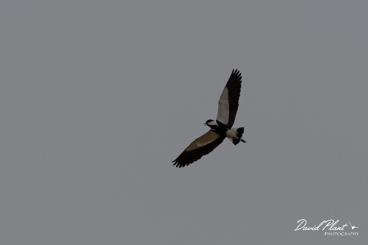 DPPhotography - Turkey - Spur-winged plover - D.jpg - Spur-winged plover - Land East of Manavgat River, Antalya, Turkey