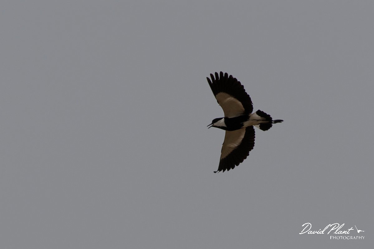 DPPhotography - Turkey - Spur-winged plover - E.jpg - Spur-winged plover - Land East of Manavgat River, Antalya, Turkey
