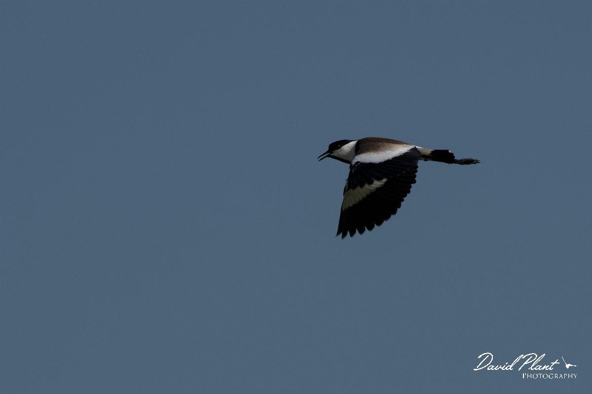 DPPhotography - Turkey - Spur-winged plover - F.jpg - Spur-winged plover - Land East of Manavgat River, Antalya, Turkey