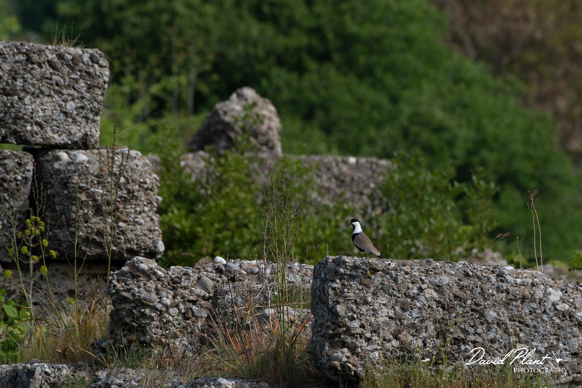DPPhotography - Turkey - Spur-winged plover - G.jpg - Spur-winged plover - Side ruins, Antalya, Turkey