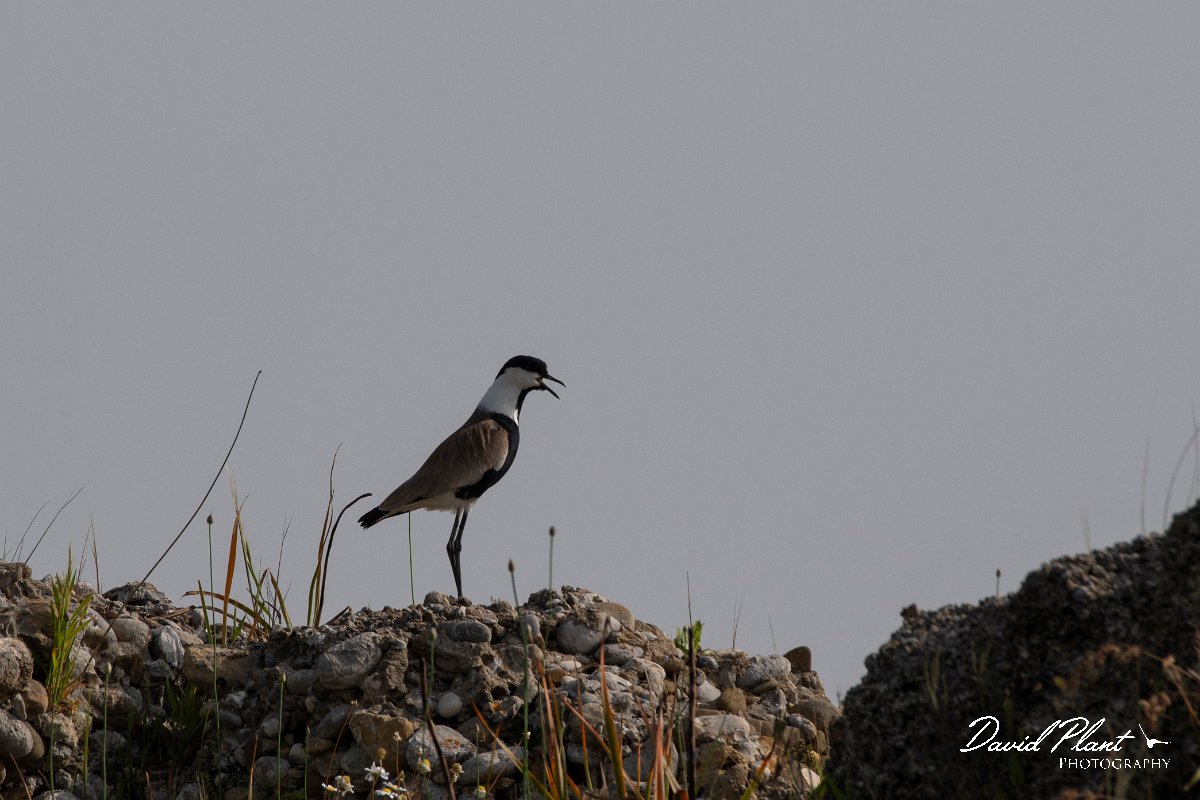 DPPhotography - Turkey - Spur-winged plover - H.jpg - Spur-winged plover - Side ruins, Antalya, Turkey