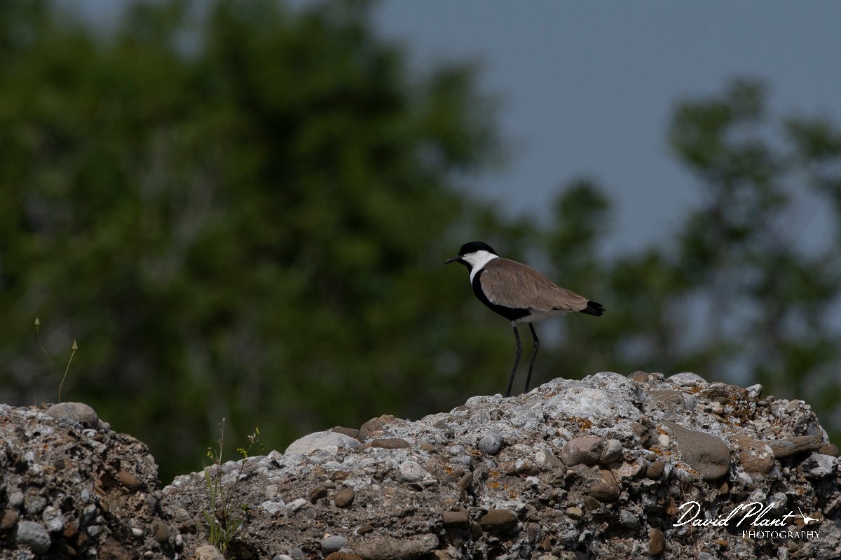 DPPhotography - Turkey - Spur-winged plover - I.jpg - Spur-winged plover - Side ruins, Antalya, Turkey