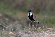 DPPhotography - Turkey - Spur-winged plover - A