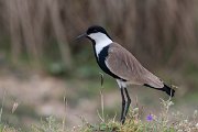 DPPhotography - Turkey - Spur-winged plover - B
