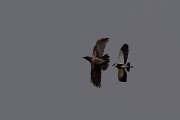 DPPhotography - Turkey - Spur-winged plover - C