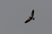 DPPhotography - Turkey - Spur-winged plover - D