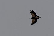 DPPhotography - Turkey - Spur-winged plover - E