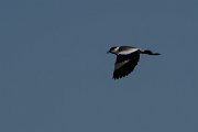 DPPhotography - Turkey - Spur-winged plover - F