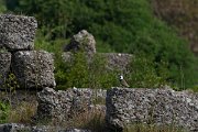DPPhotography - Turkey - Spur-winged plover - G