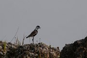 DPPhotography - Turkey - Spur-winged plover - H