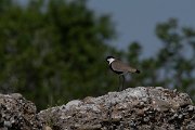 DPPhotography - Turkey - Spur-winged plover - I