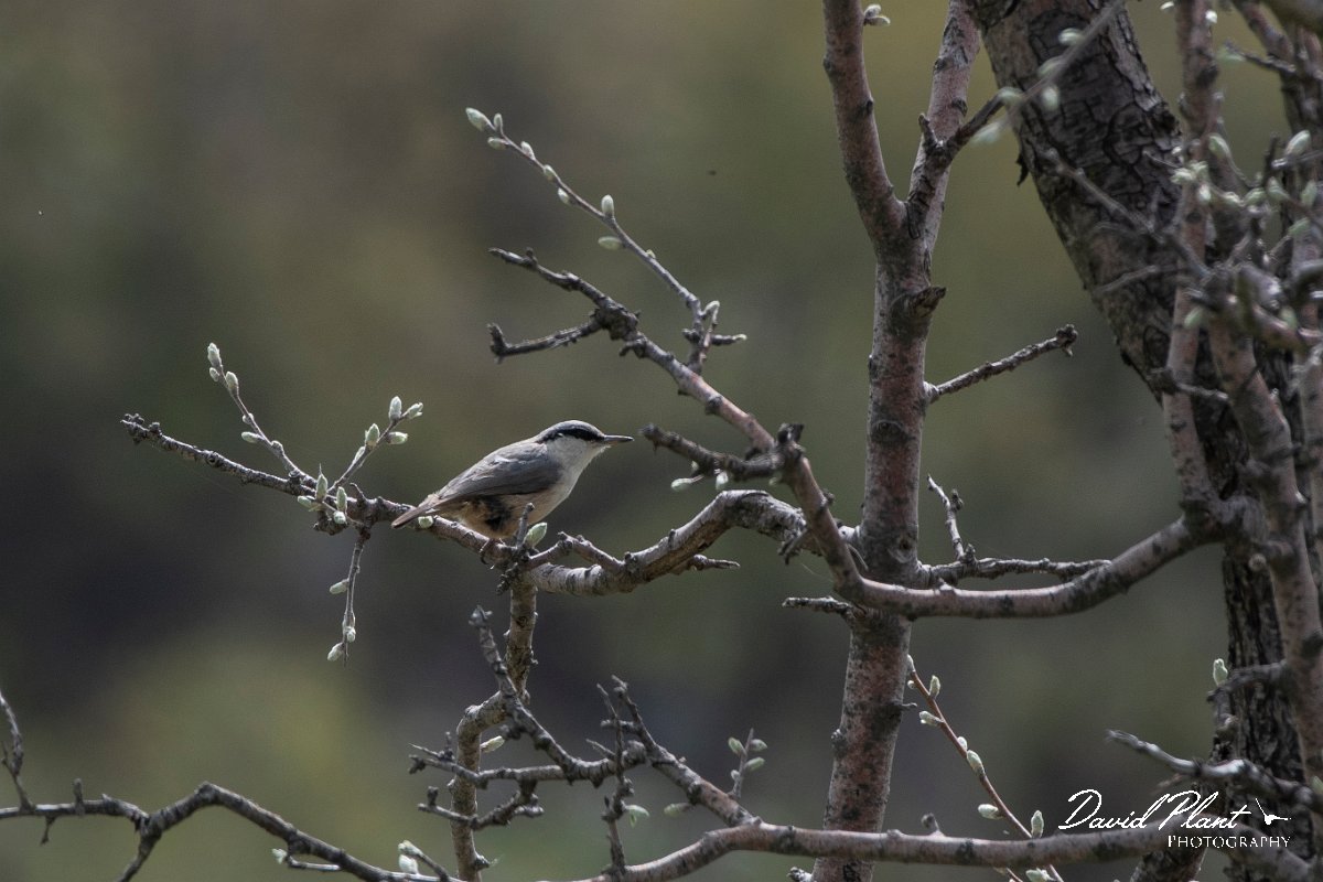 DPPhotography - Turkey - Western rock nuthatch - A.jpg - Western rock nuthatch - Cimikoy meadows, Antalya, Turkey