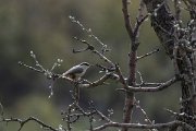 DPPhotography - Turkey - Western rock nuthatch - A