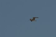 DPPhotography - Turkey - Whimbrel - A