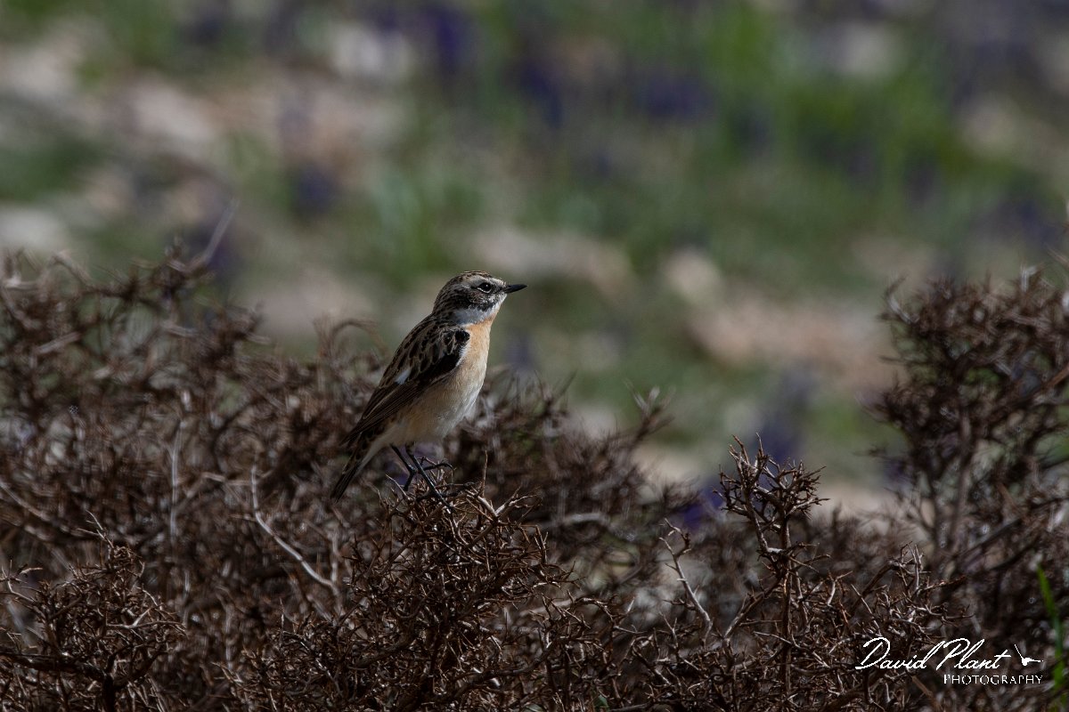 DPPhotography - Turkey - Whinchat - E.jpg - Whinchat - Cimikoy meadows, Antalya, Turkey