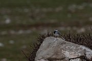 DPPhotography - Turkey - White wagtail - A