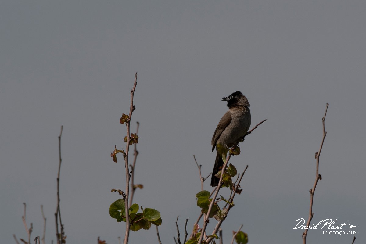 DPPhotography - Turkey - White-spectacled bulbul - A.jpg - White-spectacled bulbul - Side ruins, Antalya, Turkey