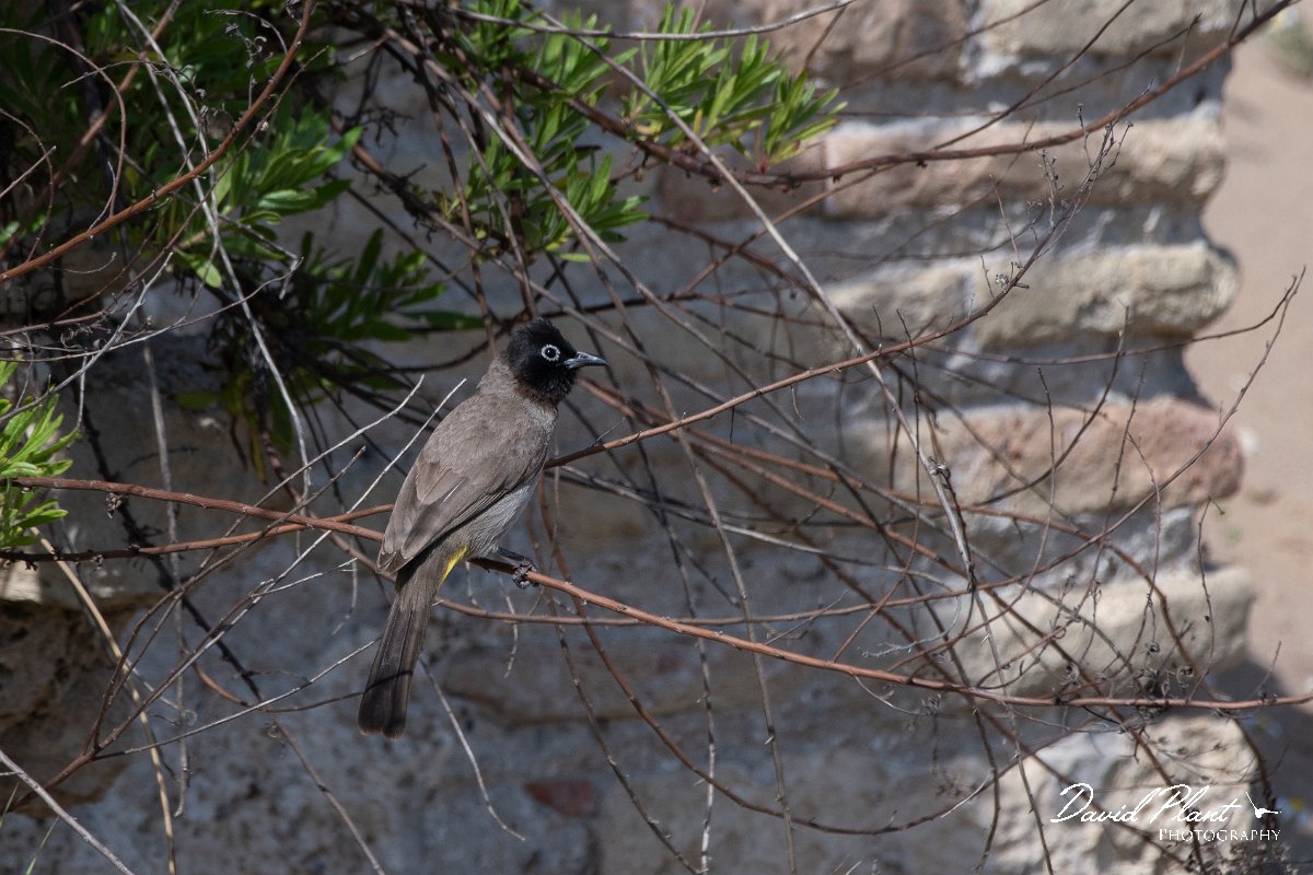 DPPhotography - Turkey - White-spectacled bulbul - B.jpg - White-spectacled bulbul - Side ruins, Antalya, Turkey