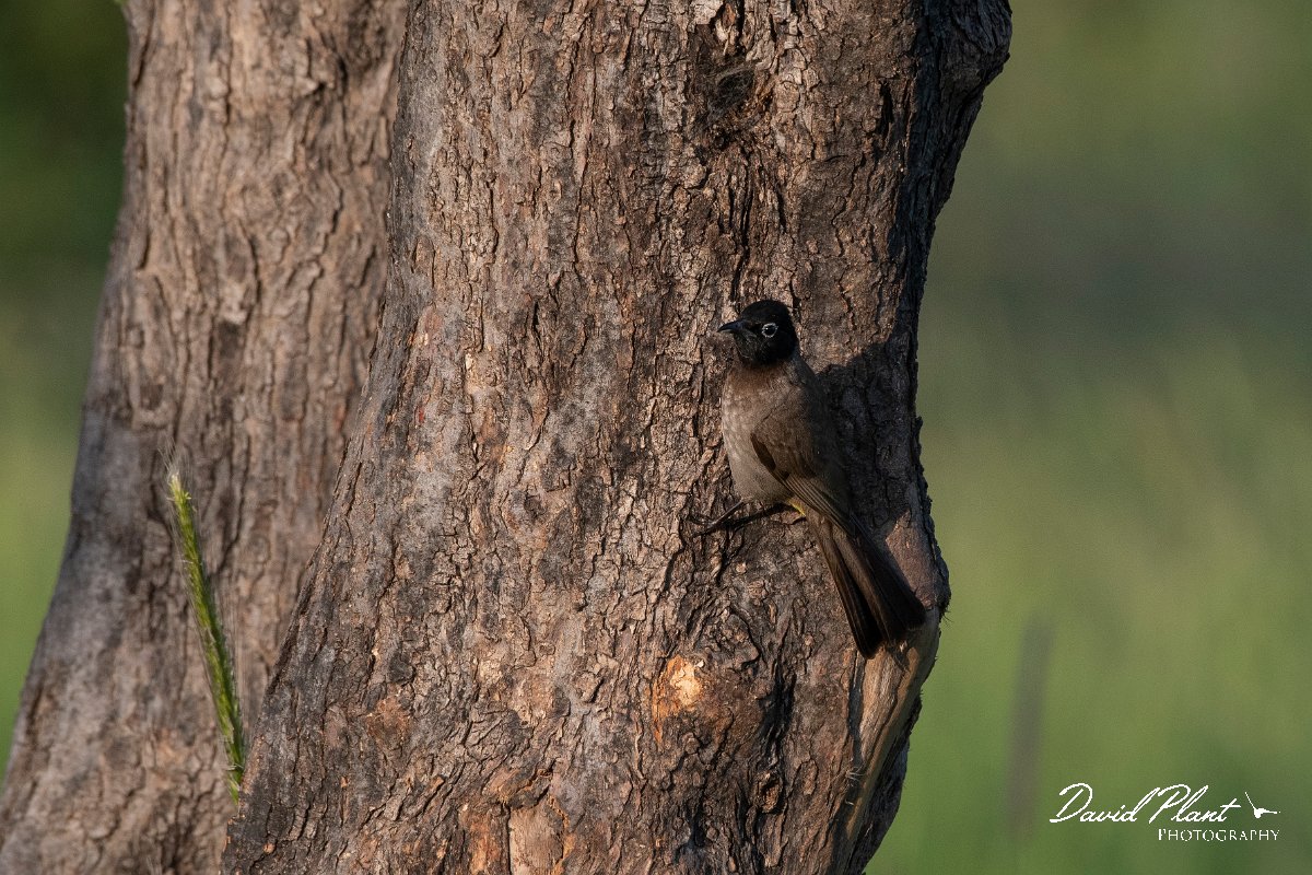DPPhotography - Turkey - White-spectacled bulbul - C.jpg - White-spectacled bulbul - Side ruins, Antalya, Turkey