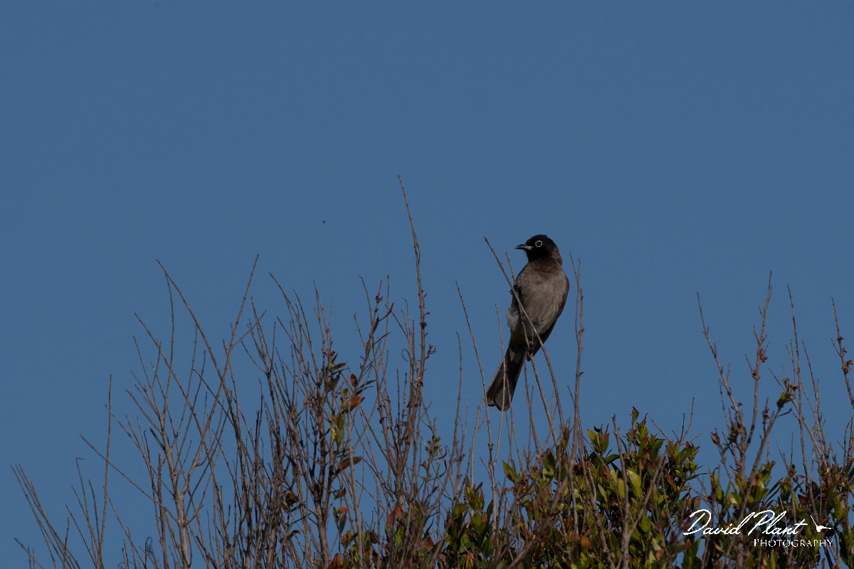 DPPhotography - Turkey - White-spectacled bulbul - D.jpg - White-spectacled bulbul - Side ruins, Antalya, Turkey